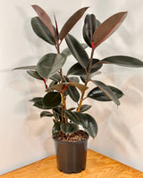 Ficus elastica ‘Burgundy’ - Plant Daddy