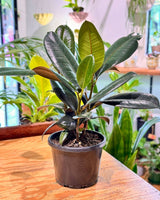 Ficus elastica ‘Burgundy’ - Plant Daddy