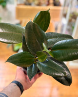 Ficus elastica ‘Burgundy’ - Plant Daddy