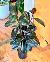 Ficus elastica ‘Burgundy’ - Plant Daddy