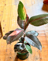 Ficus elastica ‘Ruby’ (Rubber plant) - Plant Daddy