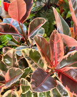 Ficus elastica ‘Ruby’ (Rubber plant) - Plant Daddy
