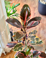 Ficus elastica ‘Ruby’ (Rubber plant) - Plant Daddy