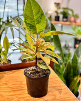 Ficus elastica ‘Shivereana’ - Plant Daddy