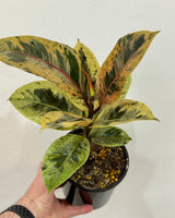 Ficus elastica ‘Shivereana’ - Plant Daddy
