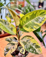 Ficus elastica ‘Shivereana’ - Plant Daddy