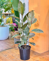 Ficus elastica ‘Tineke’ (Rubber plant) - Plant Daddy