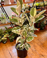 Ficus elastica ‘Tineke’ (Rubber plant) - Plant Daddy