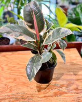 Ficus elastica ‘Tineke’ (Rubber plant) - Plant Daddy