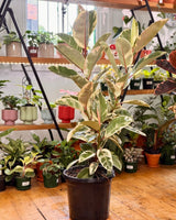 Ficus elastica ‘Tineke’ (Rubber plant) - Plant Daddy
