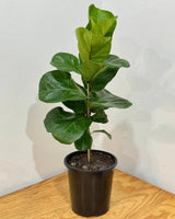 Ficus lyrata ‘Bambino’ - Plant Daddy