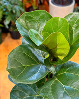 Ficus lyrata ‘Bambino’ - Plant Daddy