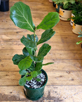 Ficus lyrata (Fiddle Leaf Fig) - Plant Daddy