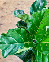 Ficus lyrata (Fiddle Leaf Fig) - Plant Daddy