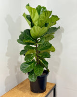 Ficus lyrata (Fiddle Leaf Fig) - Plant Daddy