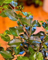 Ficus ‘Midnight Beauty’ - Plant Daddy