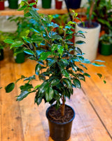 Ficus ‘Midnight Beauty’ - Plant Daddy