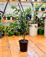 Ficus ‘Midnight Beauty’ - Plant Daddy