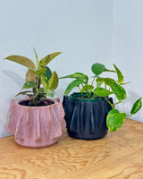 Finn Ceramic Pot - Plant Daddy