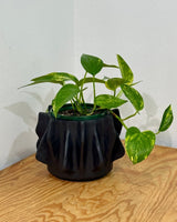 Finn Ceramic Pot - Plant Daddy