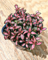 Fittona var. (Nerve Plant) - Plant Daddy