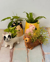 Fur - and - Feather Friends Ceramic Pot - Plant Daddy