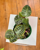 Geogenanthus poeppigii (Seersucker plant) - Plant Daddy