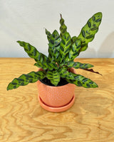 Goeppertia insignis (Rattlesnake Plant) - Plant Daddy
