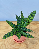 Goeppertia insignis (Rattlesnake Plant) - Plant Daddy