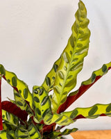 Goeppertia insignis (Rattlesnake Plant) - Plant Daddy