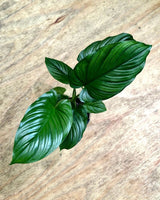 Homalomena ‘Maggie' - Plant Daddy