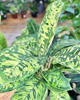 Homalomena wallisii ‘Camouflage’ - Plant Daddy
