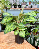 Homalomena wallisii ‘Camouflage’ - Plant Daddy