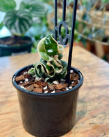 Hoya ‘Indian Rope’ variegated - Plant Daddy