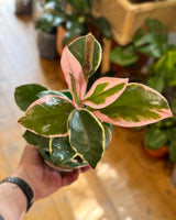 Hoya ‘Krimson Queen’ - Plant Daddy