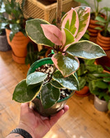 Hoya ‘Krimson Queen’ - Plant Daddy