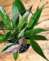 Hoya pubicalyx ‘Silver Splash’ - Plant Daddy