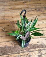 Hoya pubicalyx ‘Silver Splash’ - Plant Daddy