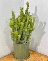 Imperial Pot and Saucer - Plant Daddy