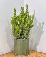 Imperial Pot and Saucer - Plant Daddy