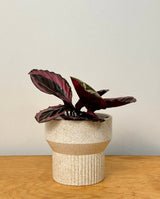 Ivory Ripple Ceramic Pedestal Pot - Plant Daddy