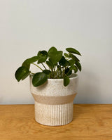 Ivory Ripple Ceramic Pedestal Pot - Plant Daddy