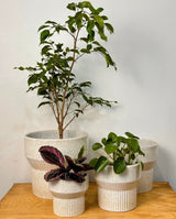 Ivory Ripple Ceramic Pedestal Pot - Plant Daddy