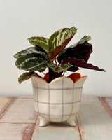 Jojo Petal Ceramic Pot - Plant Daddy