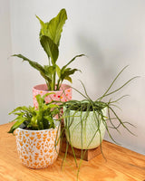 Kaleido Ceramic Pot - Plant Daddy