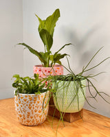 Kaleido Ceramic Pot - Plant Daddy