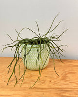 Kaleido Ceramic Pot - Plant Daddy