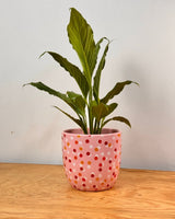 Kaleido Ceramic Pot - Plant Daddy