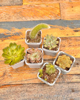 Little Cacti & Succer Surprise - Plant Daddy