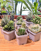 Little Cacti & Succer Surprise - Plant Daddy